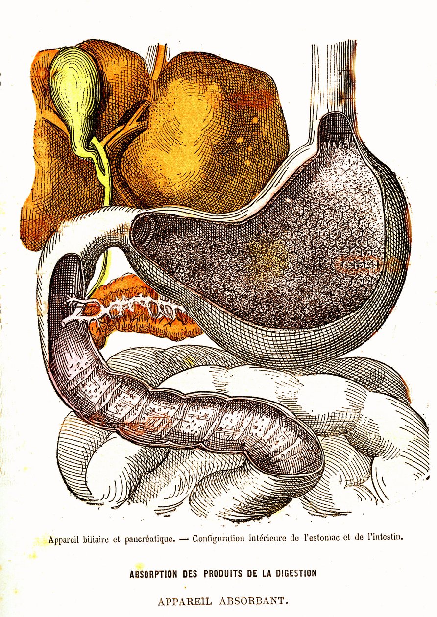 Sistema biliar y pancreático - Vida normal y salud por J. Rengade-Dibujo de A. Demarle 1881 de Alphonse Demarle