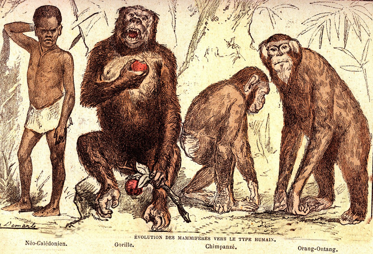 Evolución de los mamíferos hasta el tipo humano: Creación natural y seres vivos (De Jules Rengade). Dibujo de A. Demarle. 1885 de Alphonse Demarle