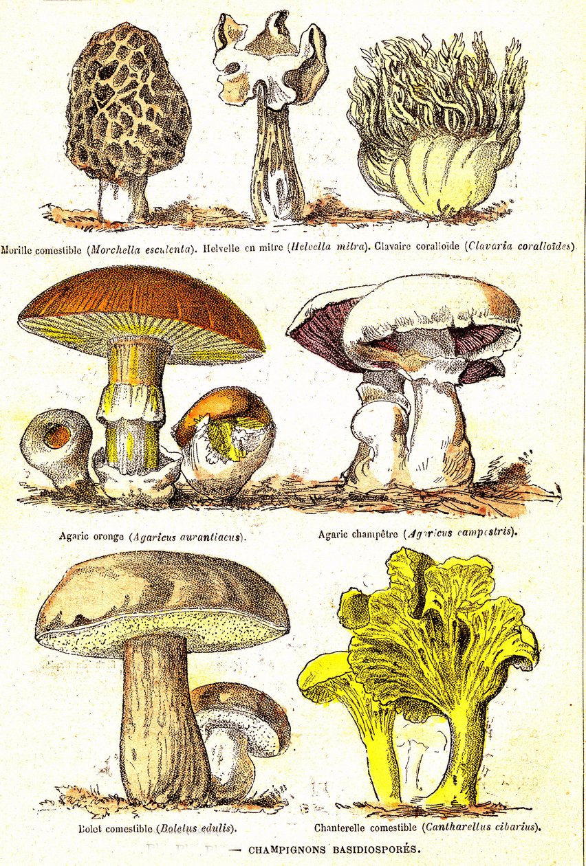 Hongos Basidiosporas: Creación natural y seres vivos (De Jules Rengade). Dibujo de A. Demarle. 1885 de Alphonse Demarle