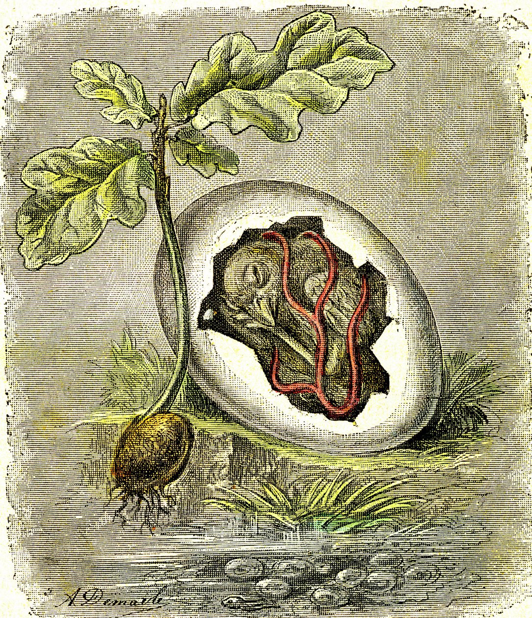 Naturaleza. Huevo y semilla: Primer estado de los seres organizados. Creación natural y seres vivos. (J. Rengade) dibujo de A. Demarle. 1885 de Alphonse Demarle