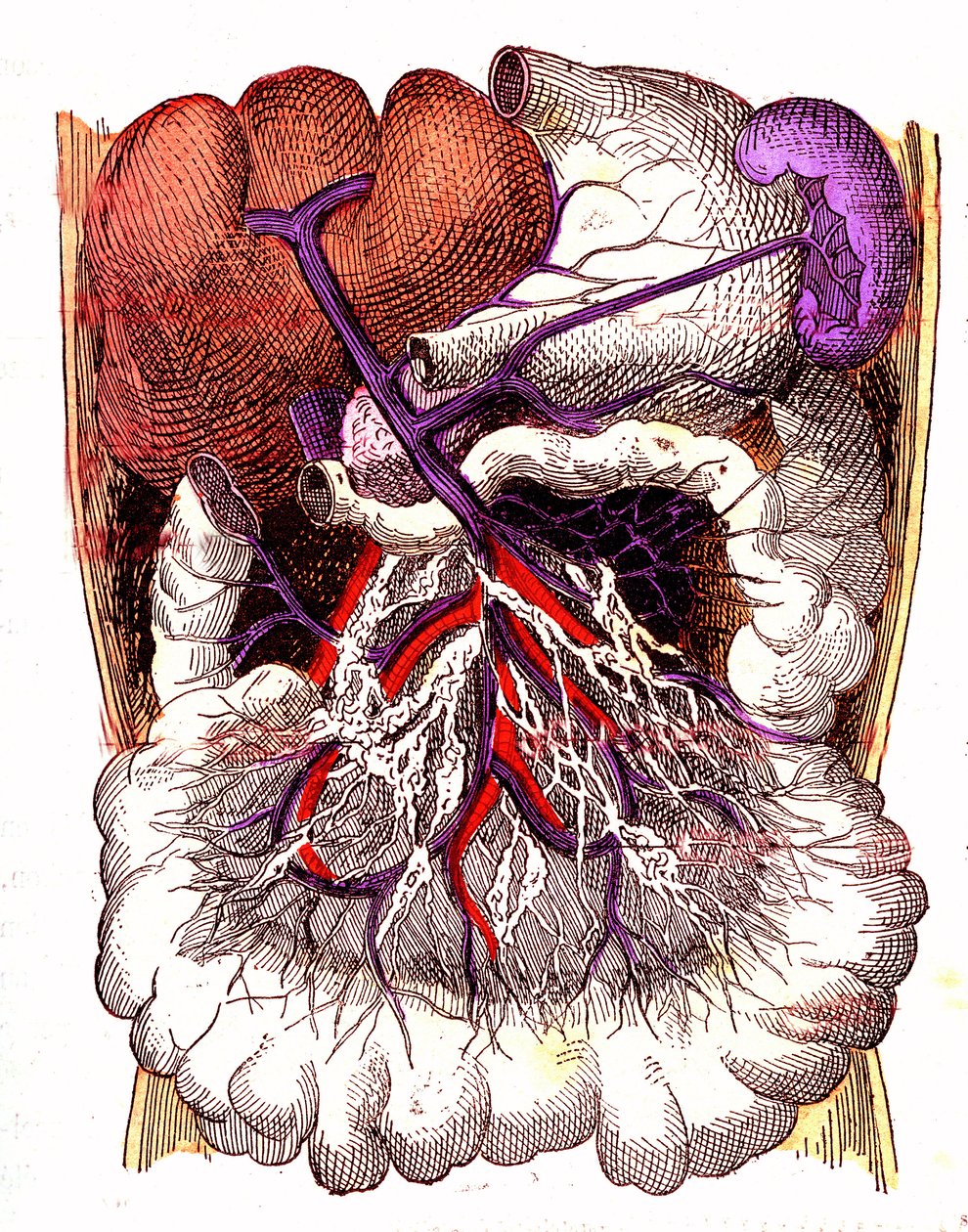 Órganos de absorción intestinal - La vida normal y la salud de J. Rengade. Dibujo de A. Demarle 1881 de Alphonse Demarle
