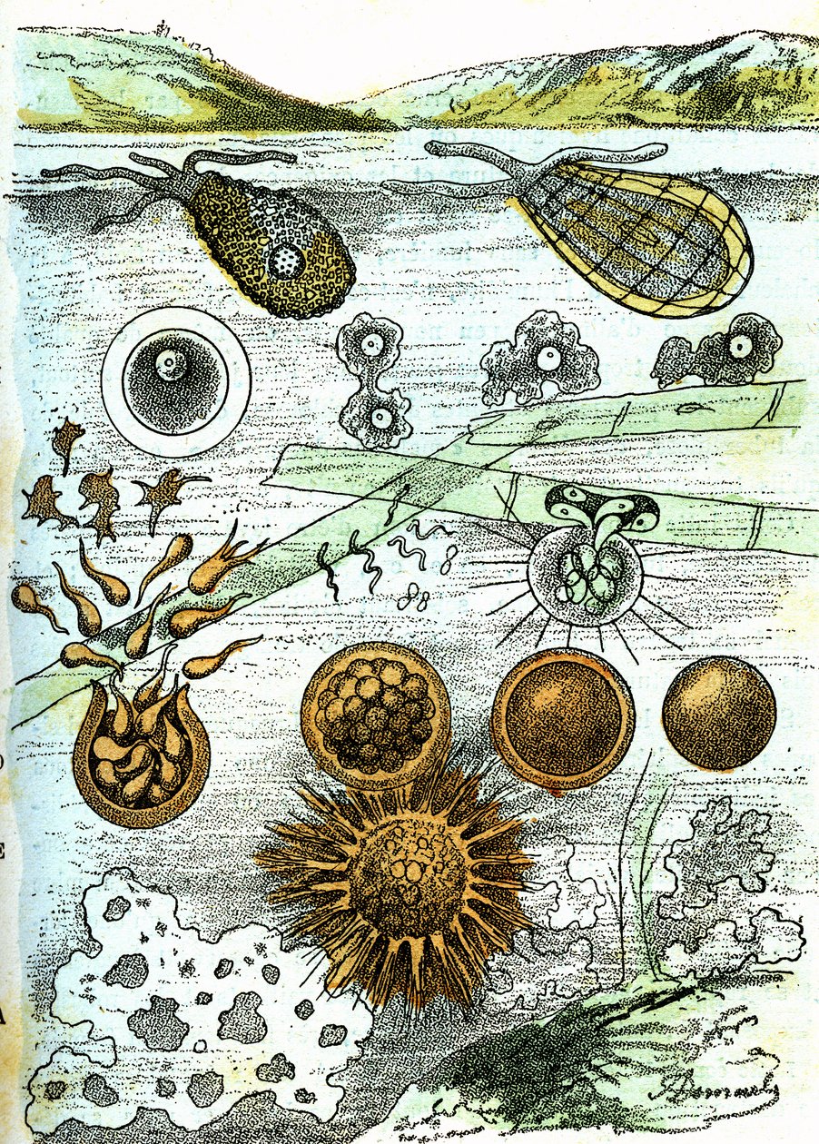 Prehistoria-Amibes, Bacterias, Moneres (Cultivo): Seres organizados rudimentarios. Creación natural y seres vivos. Dibujo de A. Demarle. 1885 de Alphonse Demarle