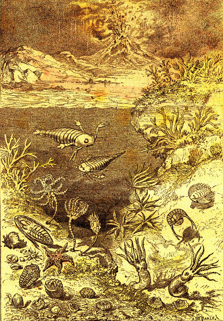 Prehistoria-Fin del período Silúrico: Creación natural y seres vivos (J. Rengade) Dibujo A. Demarle. 1885 de Alphonse Demarle