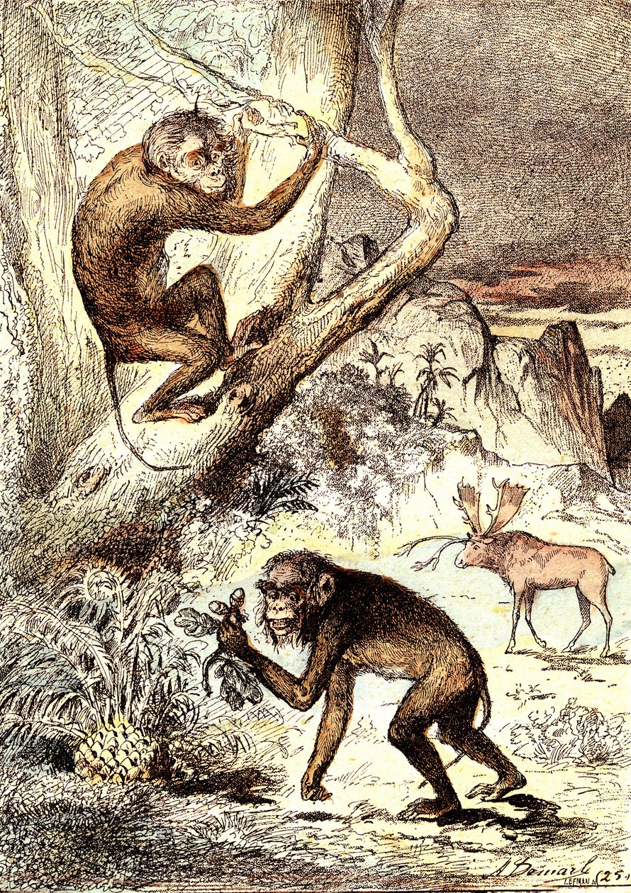 Los Monos Catarinienses (Período Mioceno): Los Semnopitecos. La creación natural y los seres vivos de J. Rengade. Dibujo A. Demarle de Alphonse Demarle