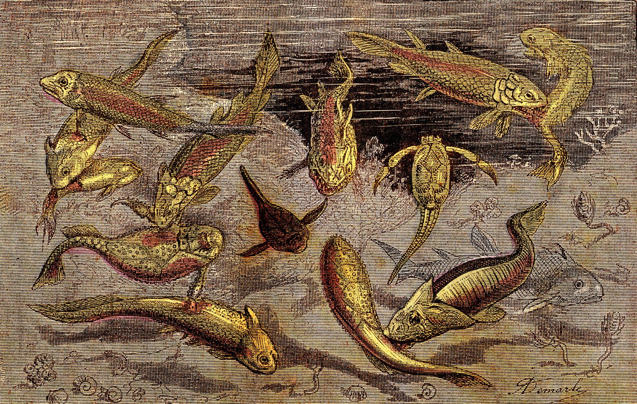 El Devónico (Prehistoria) Seres vivos: La lucha por la existencia de los seres vivos. La Creación Natural. Dibujo de A. Demarle. 1885 de Alphonse Demarle