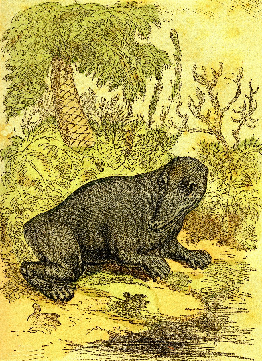 El Labyrinthodonte (Anfibio): Anfibio de la época del carbón. Creación natural y seres vivos. Dibujo A. Demarle 1885 de Alphonse Demarle