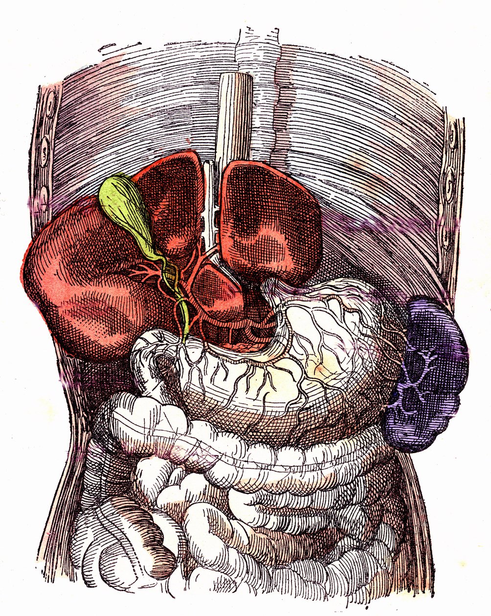 El tubo digestivo- (Vida normal y salud por J. Rengade) - Dibujo A. Demarle 1881 de Alphonse Demarle