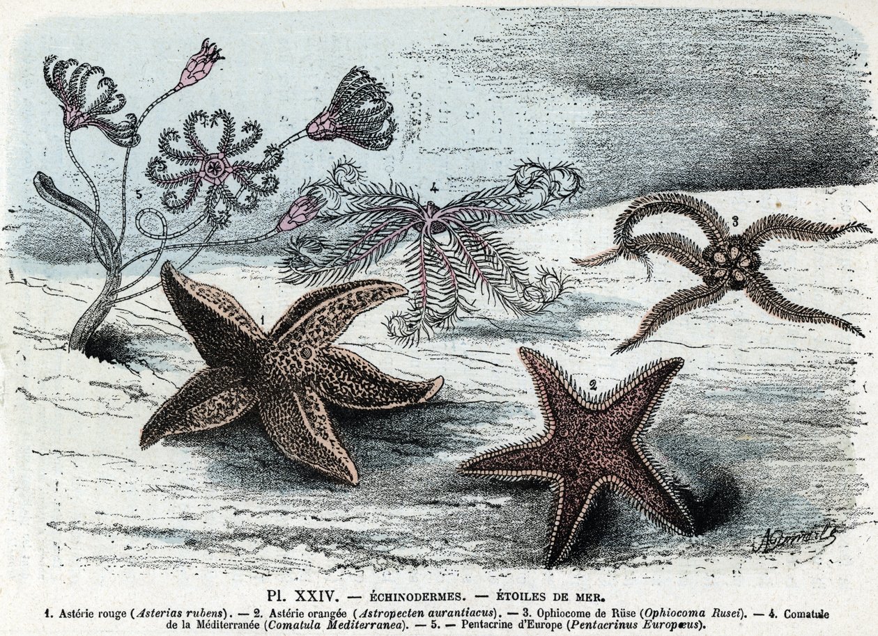 Zoological board; echinoderm, sea stars (asteries, ophiocoma, comatum and pentacrine) (Placa zoológica: estrellas de mar) Grabado de "L