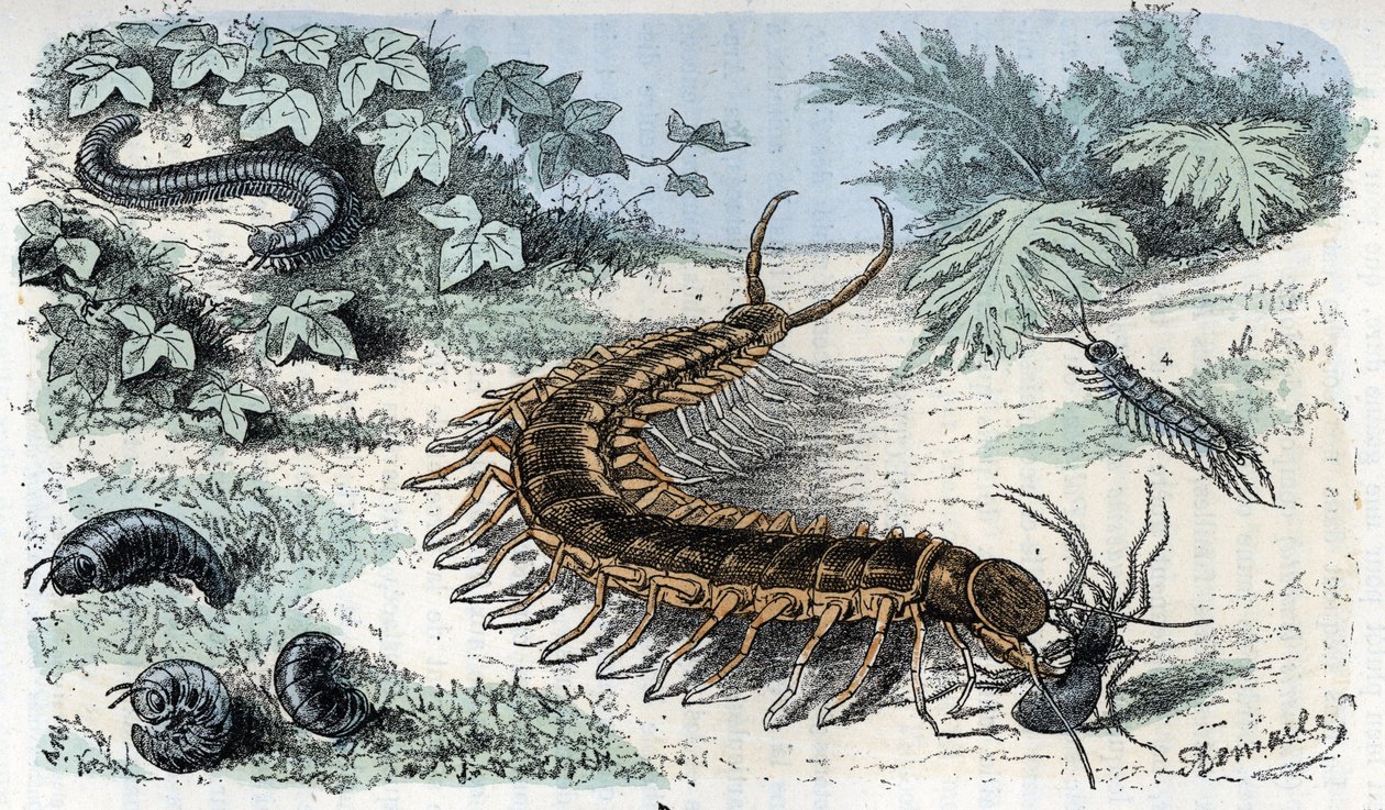 Cuadro zoológico: Insectos Myriapodes (ciempiés o ciempiés) (Cuadro zoológico: Myriapoda) Grabado de "El hombre y la naturaleza" de Rengade de Alphonse Demarle