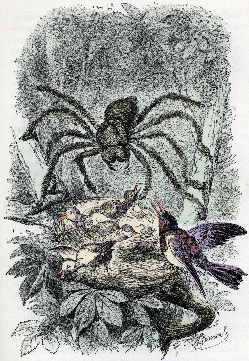 Zoological chart: arachnid, avicular mygalus surprising a bird-fly nest (Placa zoológica: arácnido, Avicularia) Grabado de "El hombre y la naturaleza" de Rengade de Alphonse Demarle