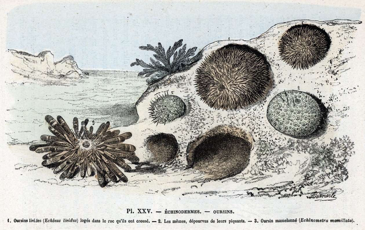 Zoological chart: echinoderm, urchins (Placa zoológica: Equinodermos, erizos de mar) Grabado de "L