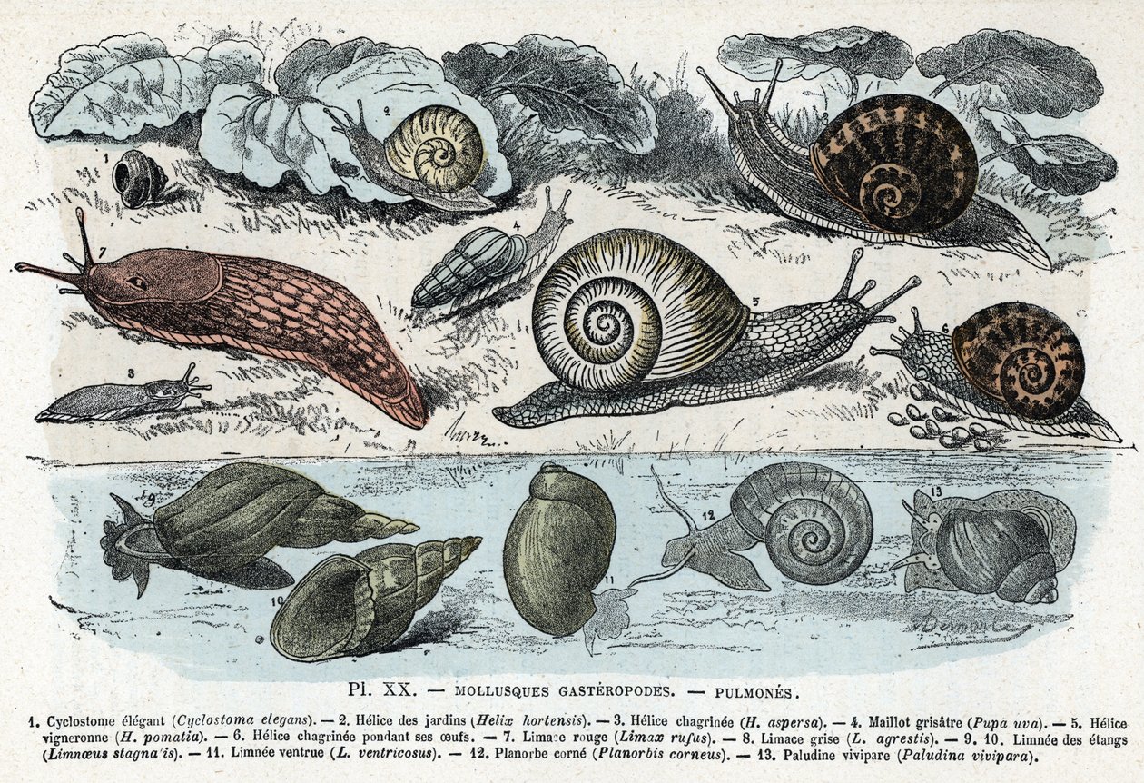 Placa zoológica; moluscos gasterópodos, pulmonados (cyclostoma, helice de los jardines y de la pena, babosa roja, babosa gris, limnea, planorb, paludine...) (Lámina zoológica: moluscos gasterópodos como babosa, cyclostoma, planorb, limnea) Grabado de "L