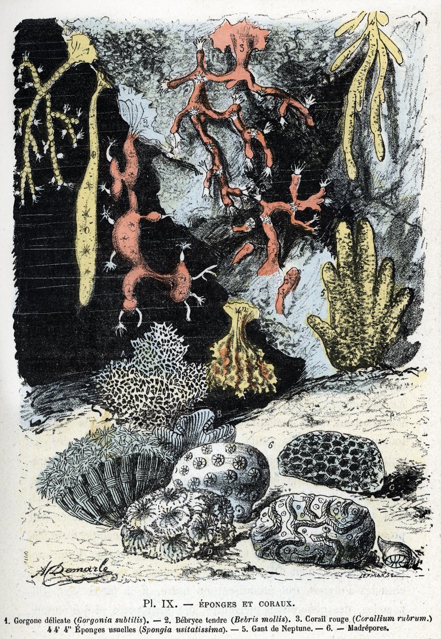 Carta zoológica: esponjas y corales (gorgona, bebryce, coral, esponjas, guante de neptuno) Grabado de "L