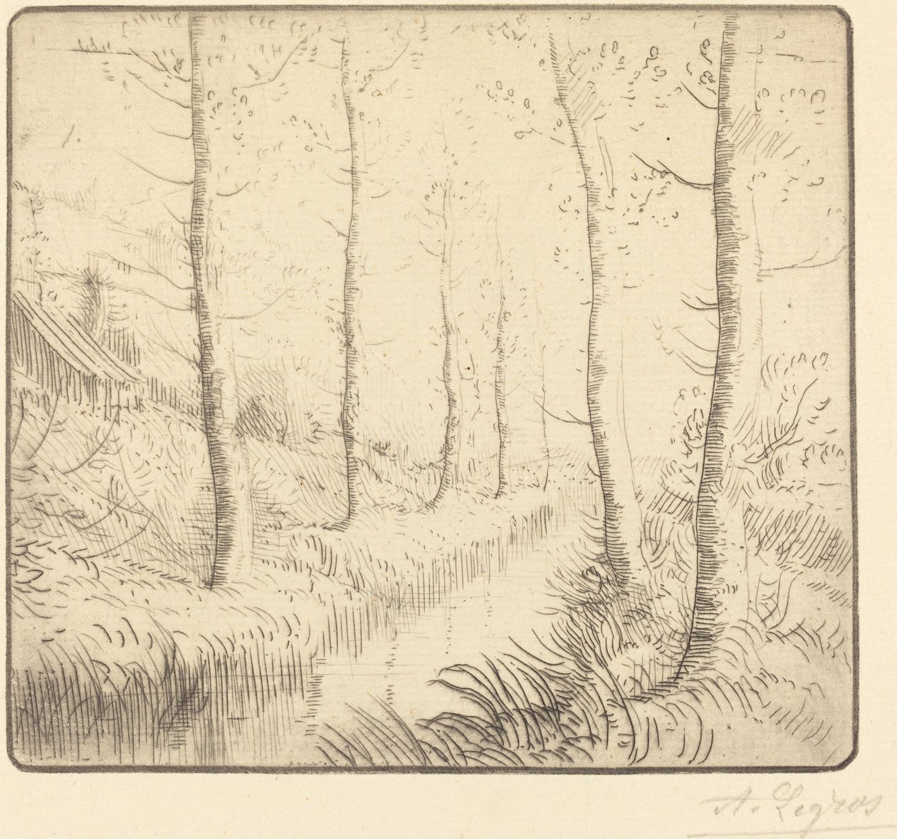 Árboles de abedul junto al agua Les bouleaux: Bord de l