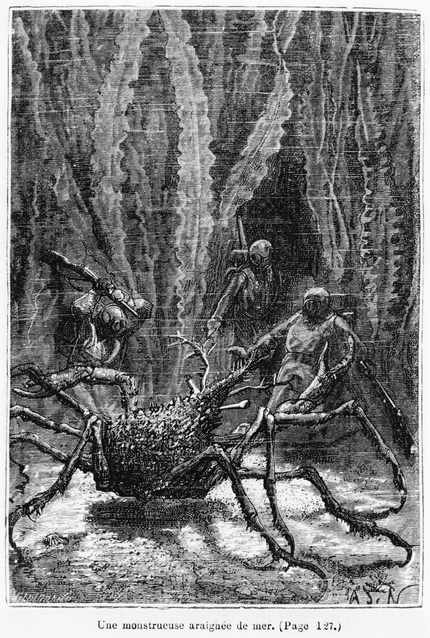 El cangrejo araña, ilustración de 