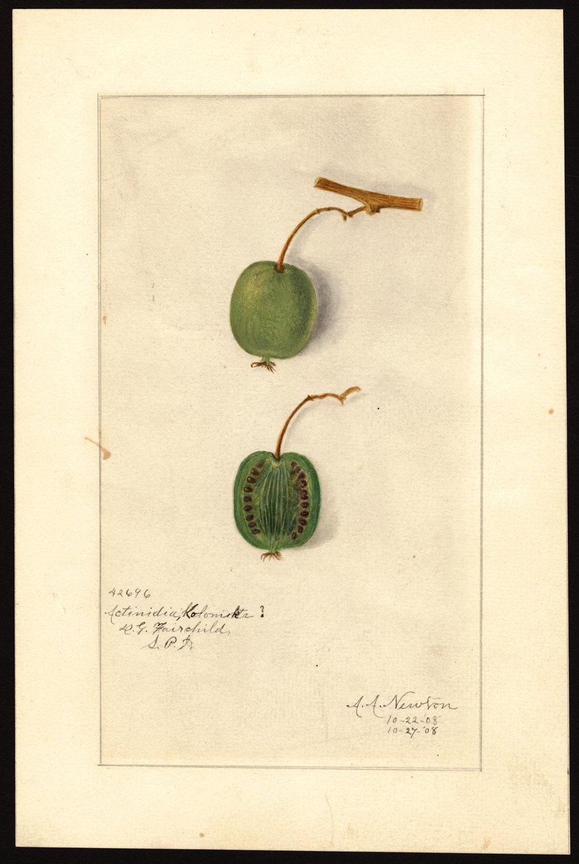 Actinidia deliciosa (Kiwi) (acuarela sobre papel) de Amanda Almira Newton