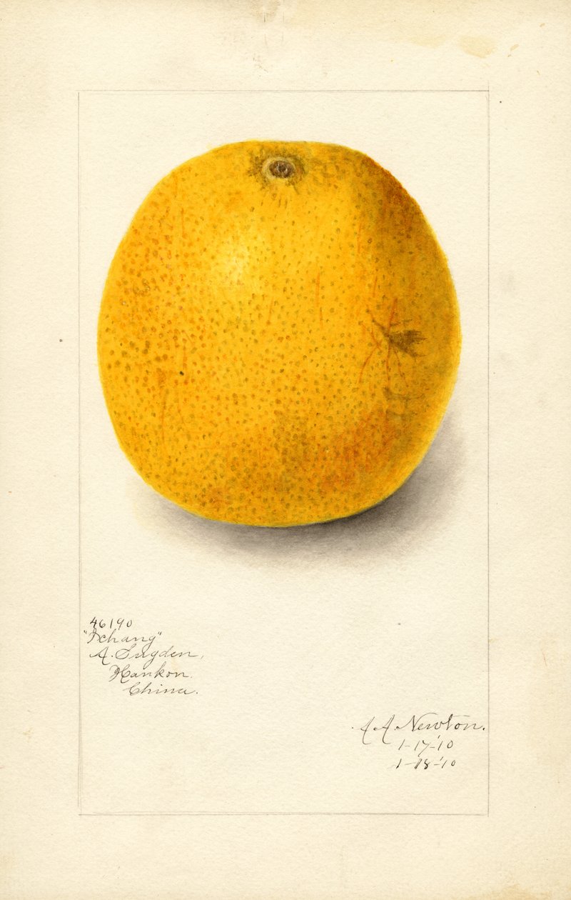 Naranja Ichang (Citrus sinensis) (acuarela) de Amanda Almira Newton
