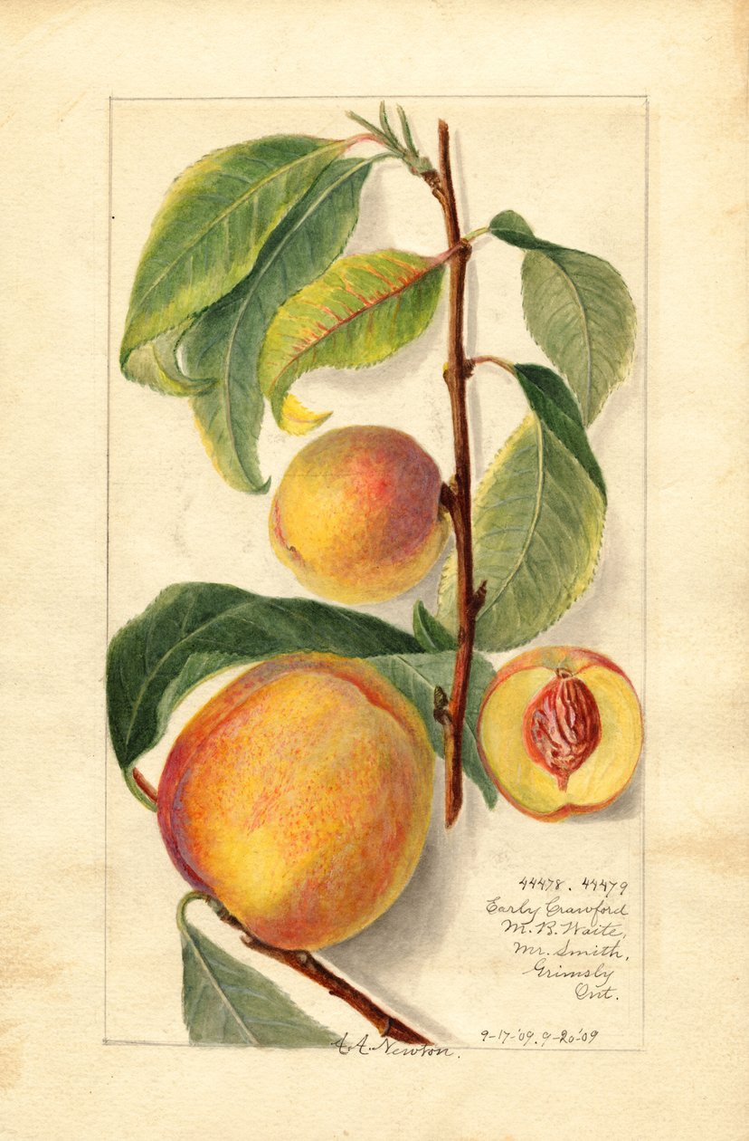 Melocotones (Prunus persica) (acuarela) de Amanda Almira Newton