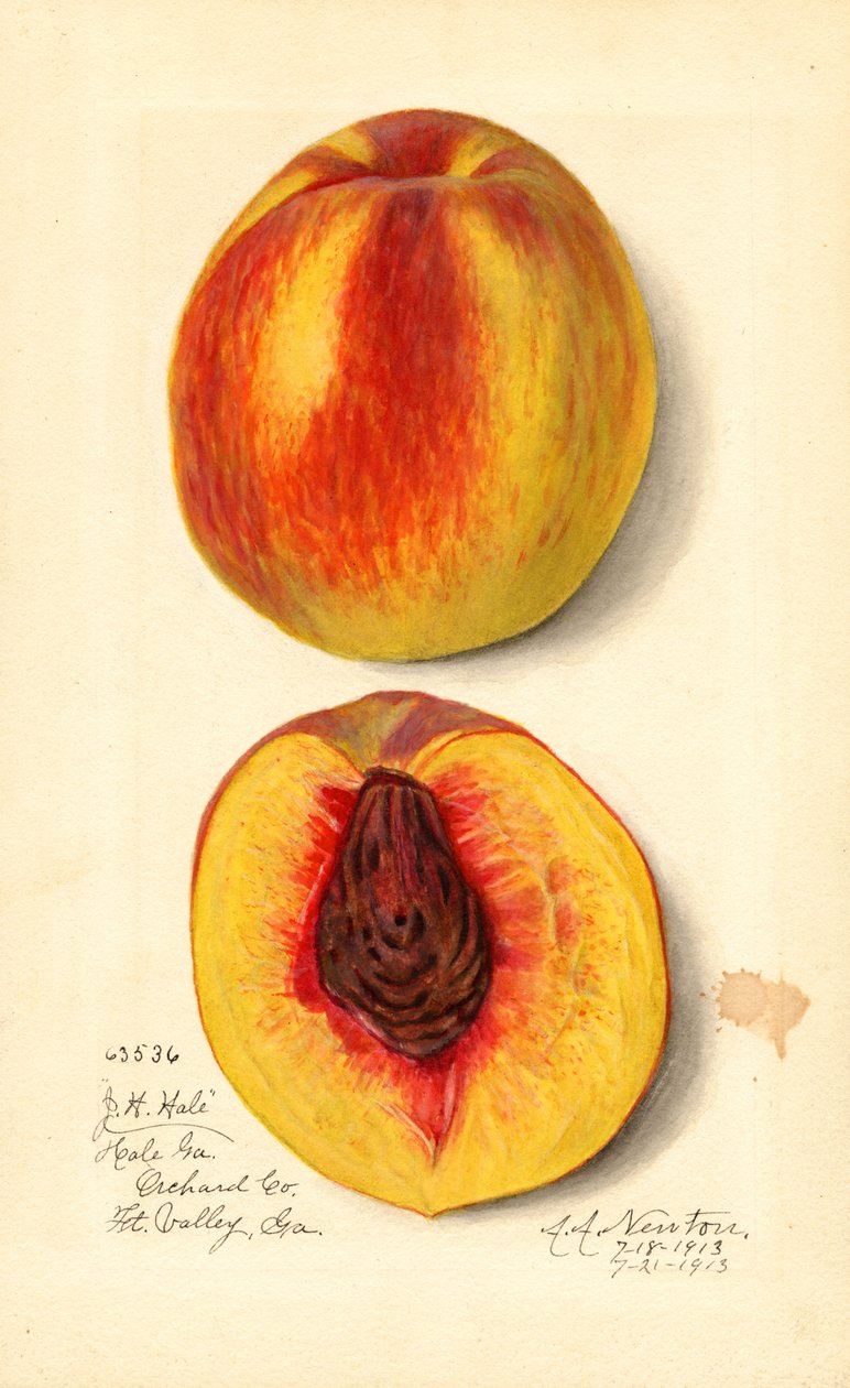 Melocotones ( Prunus persica: J.H. Hale) (acuarela) de Amanda Almira Newton