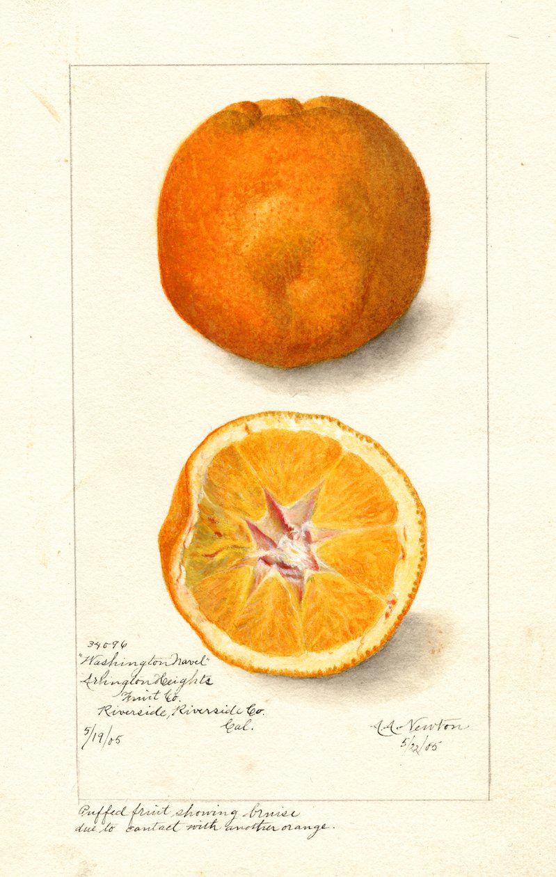 Naranjas Washington Navel ( Citrus sinensis) (acuarela) de Amanda Almira Newton