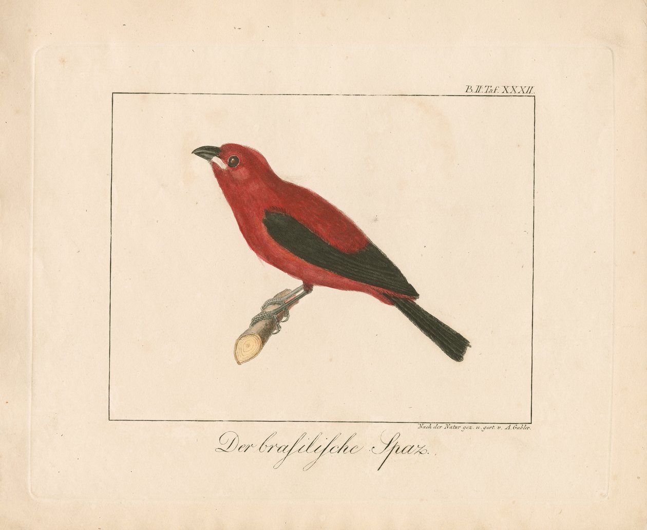 Pinzón brasileño (grabado en cobre coloreado a mano) de Ambrosius Gabler