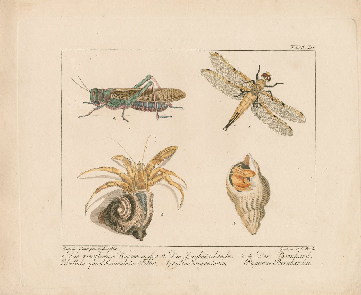 Libélula, saltamontes y cangrejo ermitaño (grabado en cobre coloreado a mano) de Ambrosius Gabler