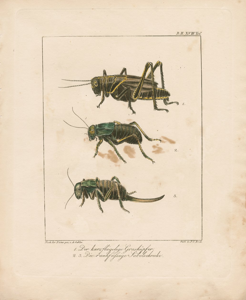 Grasshopper and Bush Crickets (grabado en cobre coloreado a mano) de Ambrosius Gabler