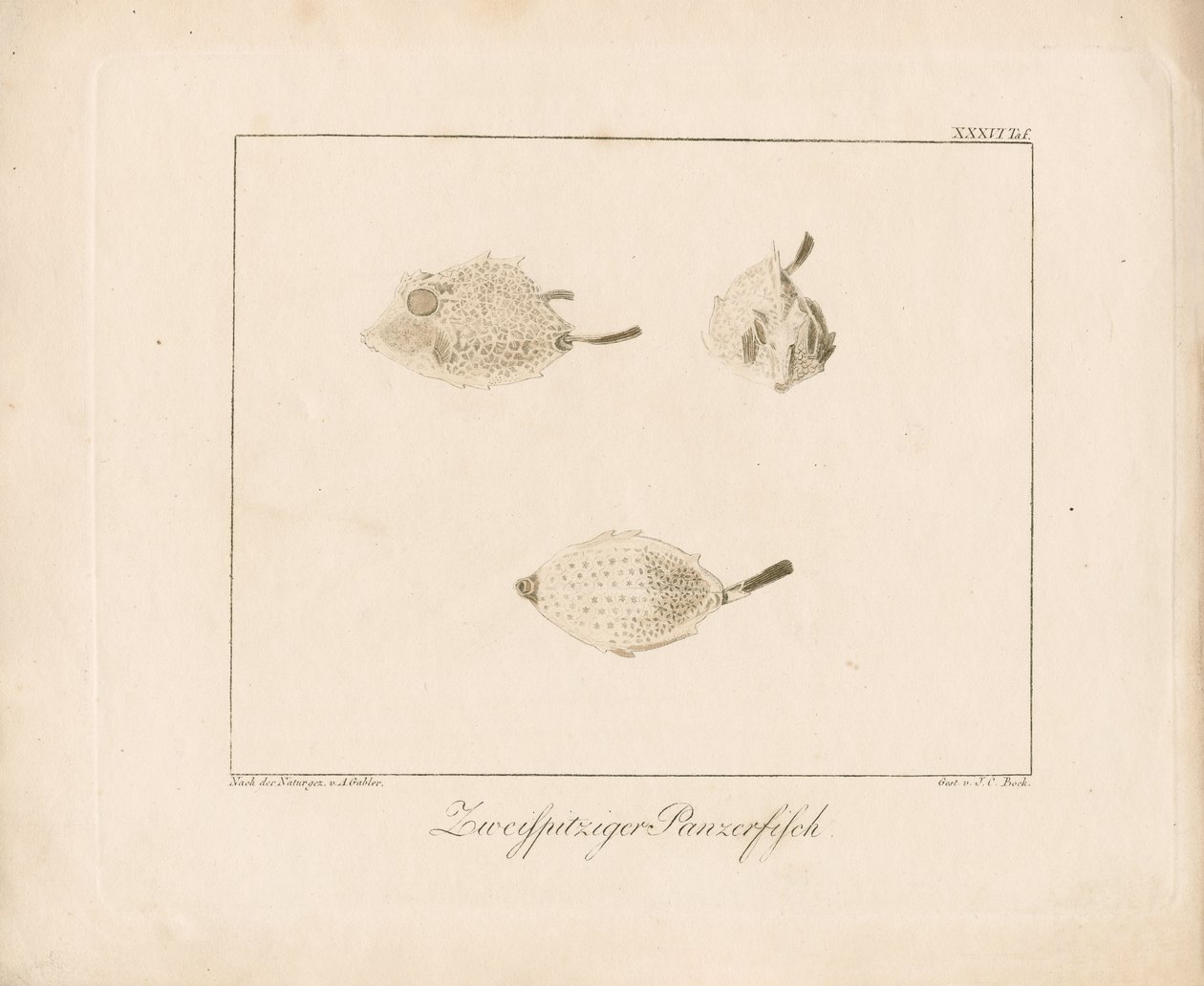 Longhorn Cowfish (grabado en cobre) de Ambrosius Gabler