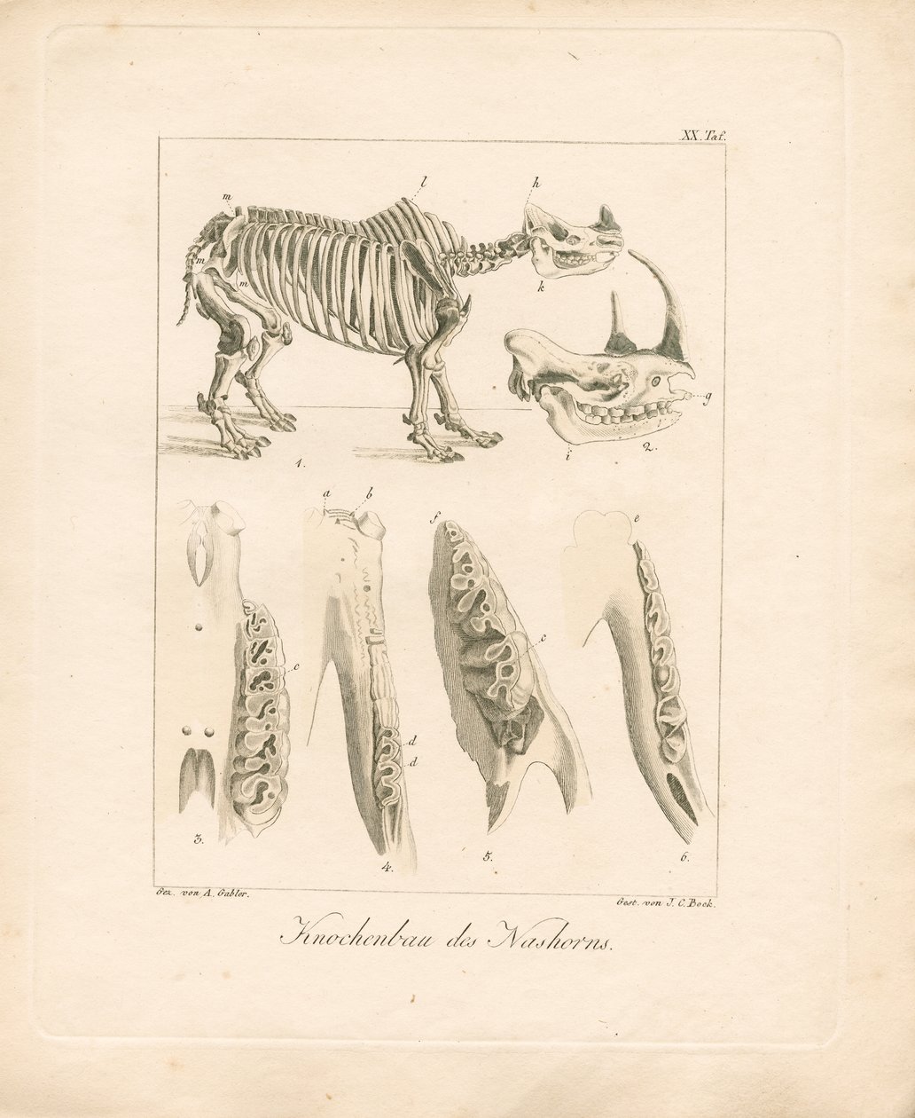 Estructura esquelética del rinoceronte (grabado en cobre coloreado) de Ambrosius Gabler