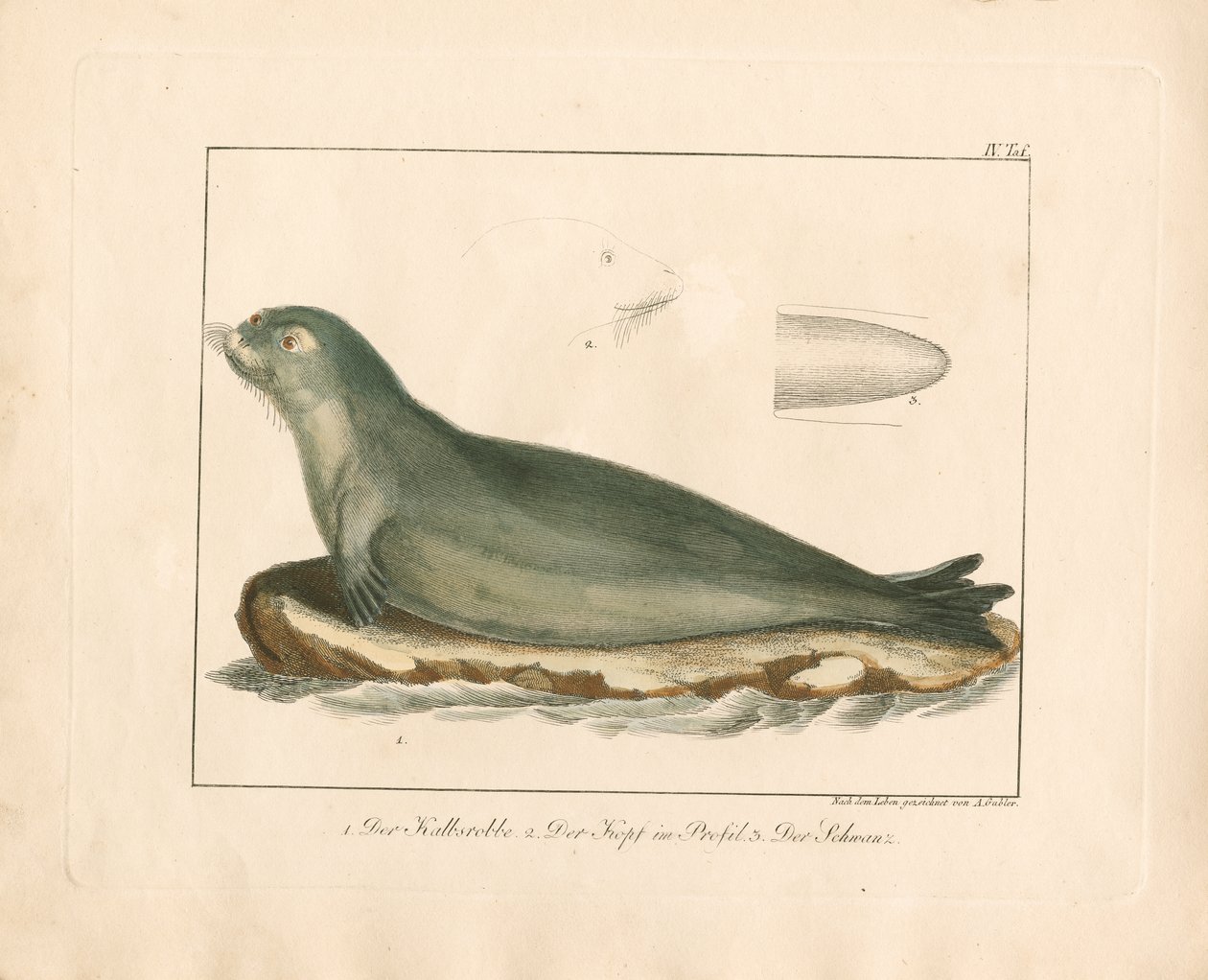  de Ambrosius Gabler