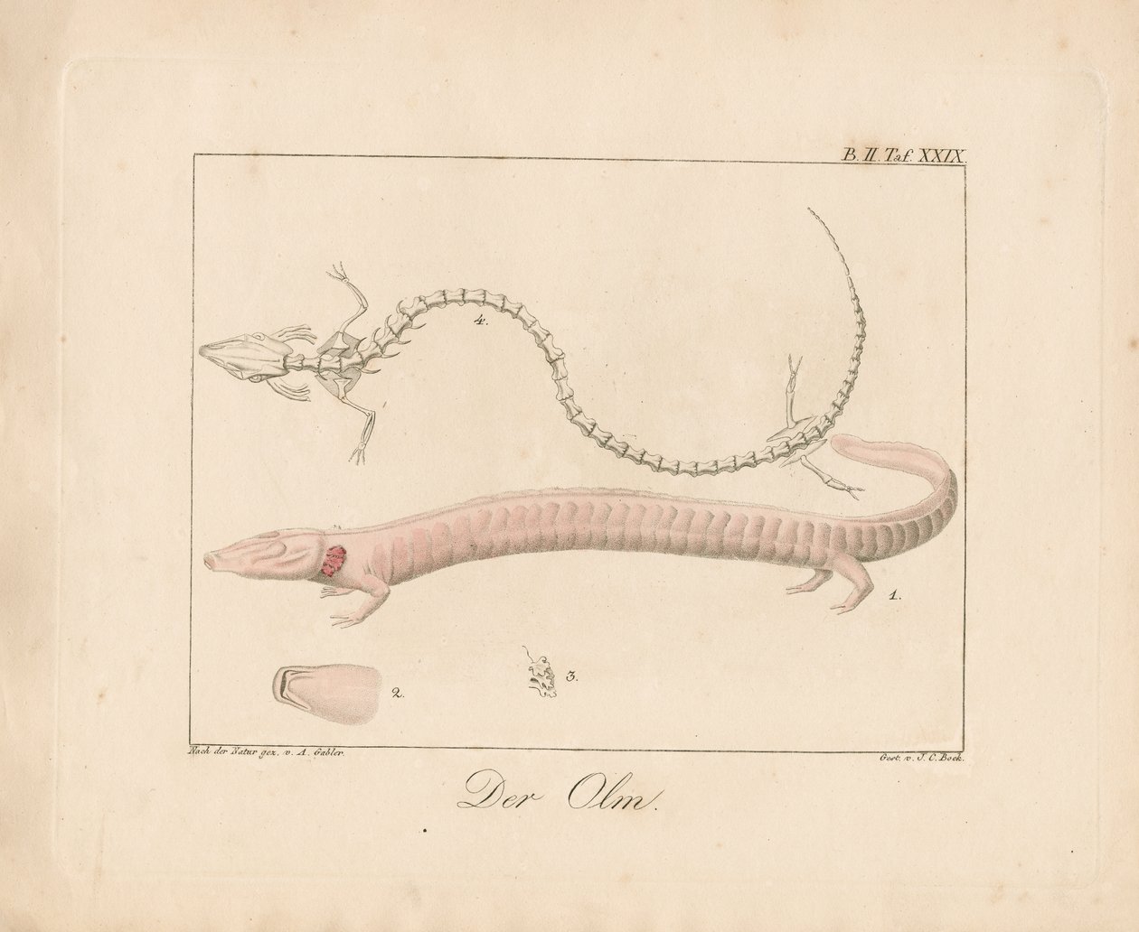 El Olmo (litografía coloreada a mano) de Ambrosius Gabler