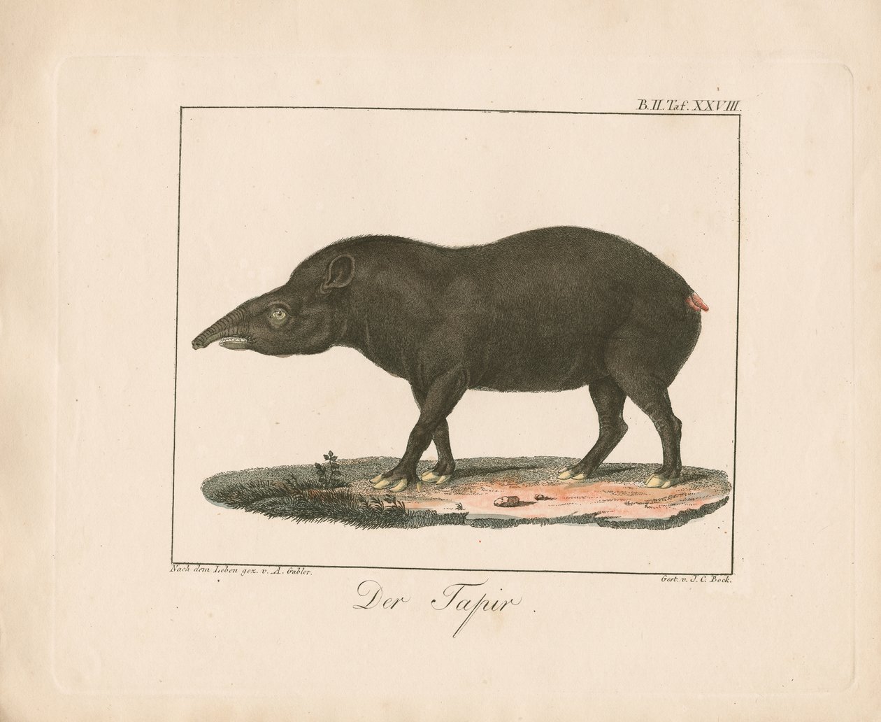 El tapir (litografía coloreada a mano) de Ambrosius Gabler