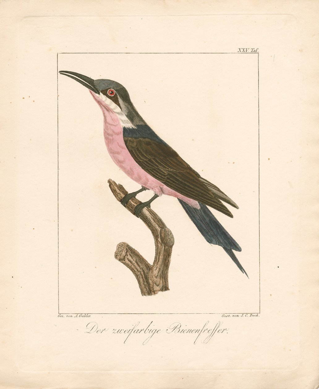  de Ambrosius Gabler