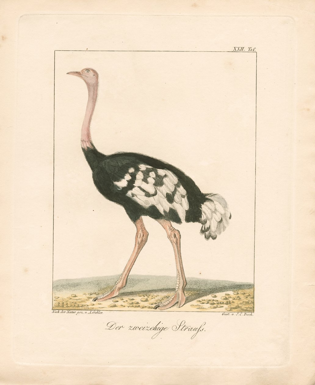  de Ambrosius Gabler
