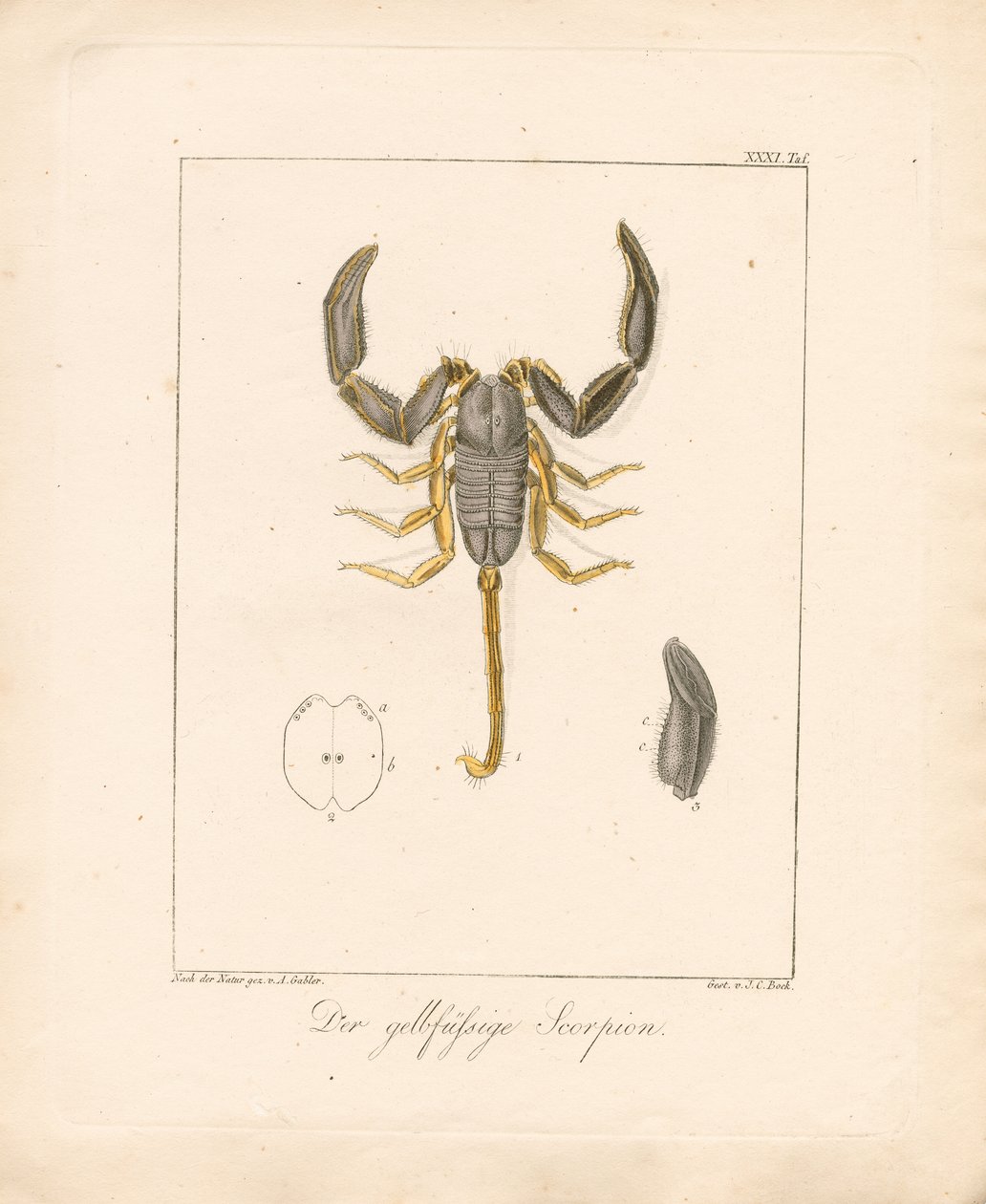 El escorpión de patas amarillas (grabado en cobre coloreado a mano) de Ambrosius Gabler