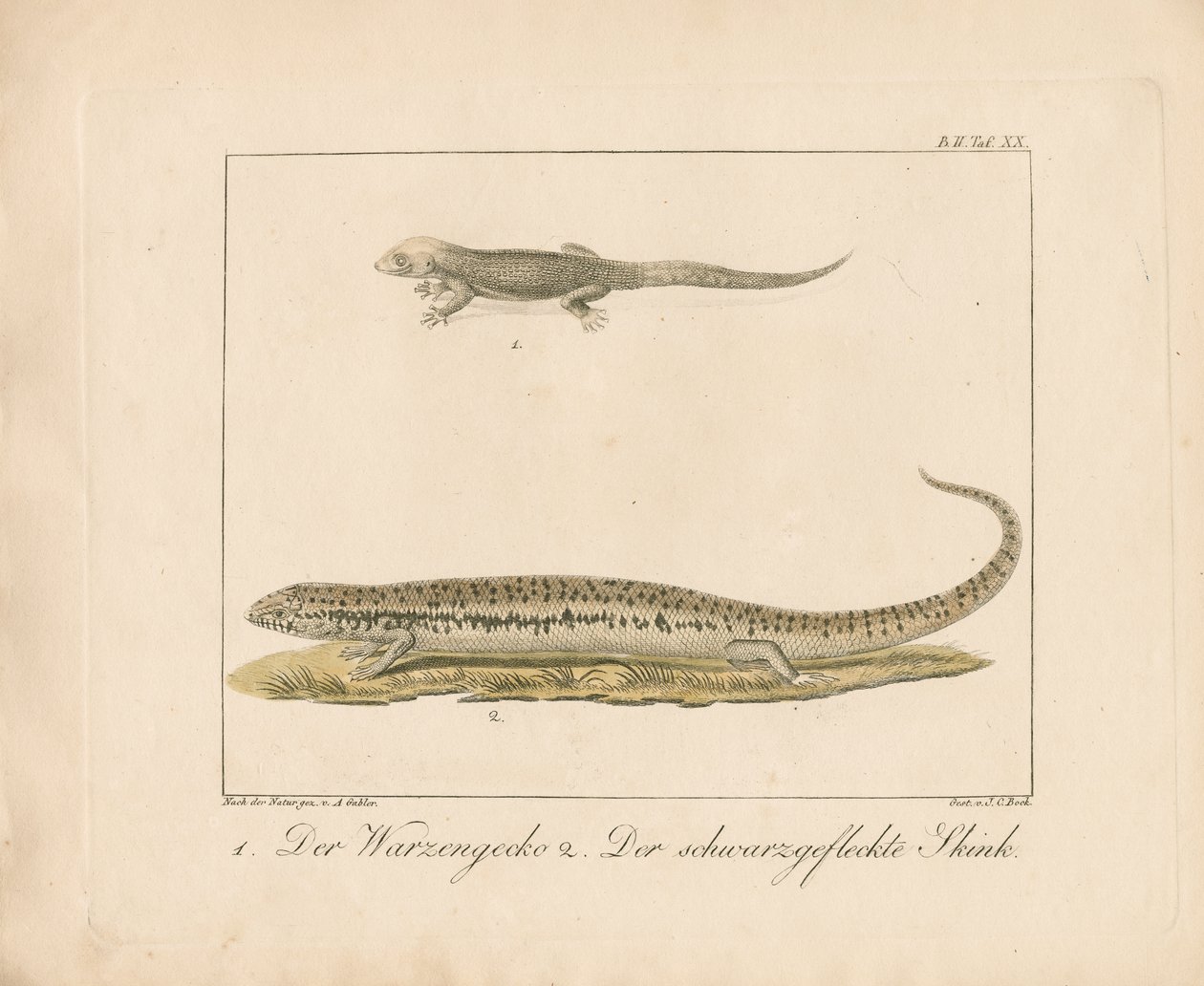 Gecko turco y eslizón ocelado (grabado en cobre coloreado a mano) de Ambrosius Gabler
