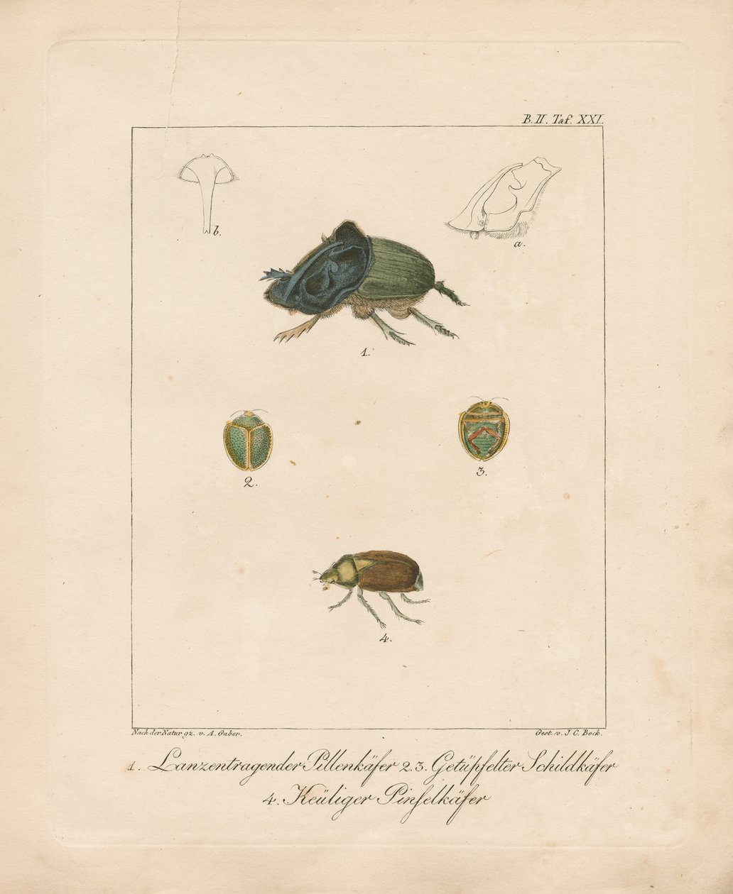 Varias especies de escarabajos (grabado en cobre coloreado a mano) de Ambrosius Gabler