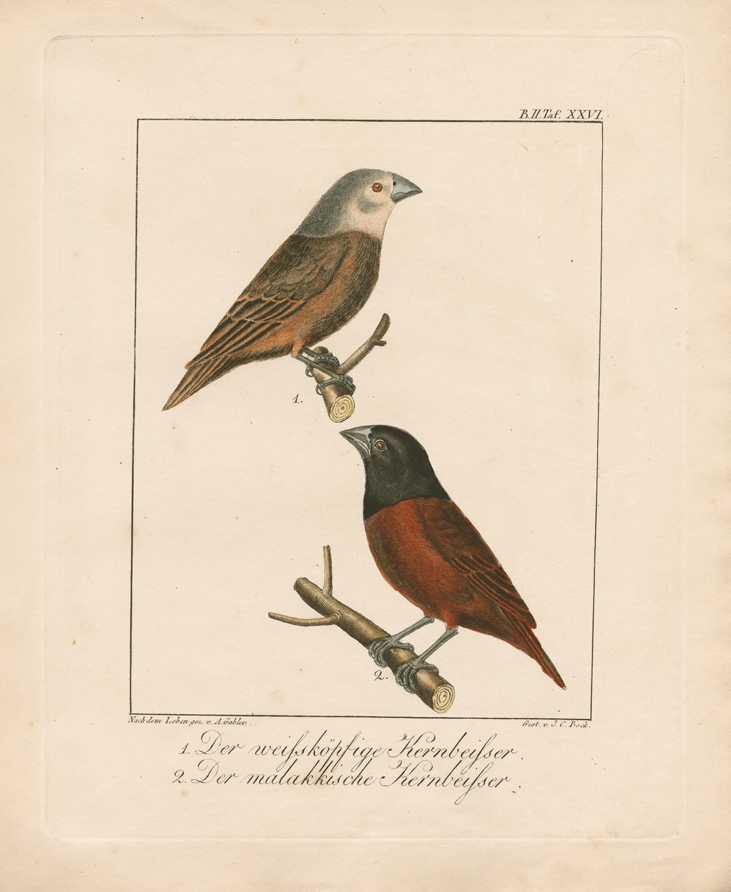 Mirlo capiblanco y Malacán (litografía coloreada a mano) de Ambrosius Gabler