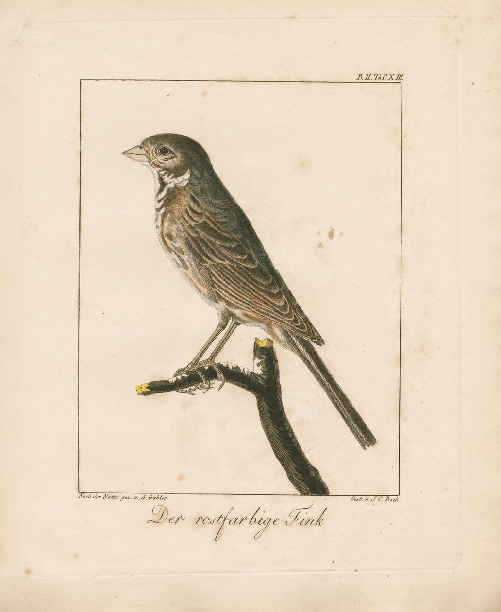 Yellowhammer (grabado en cobre coloreado a mano) de Ambrosius Gabler