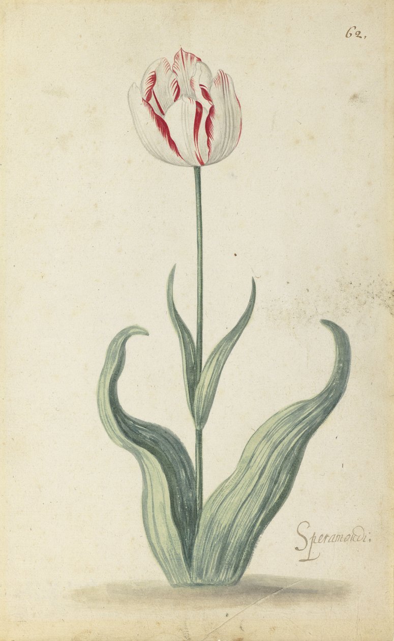 Tulipán "Speramondi", de un álbum de flores, c.1640 de Ambrosius the Younger Bosschaert