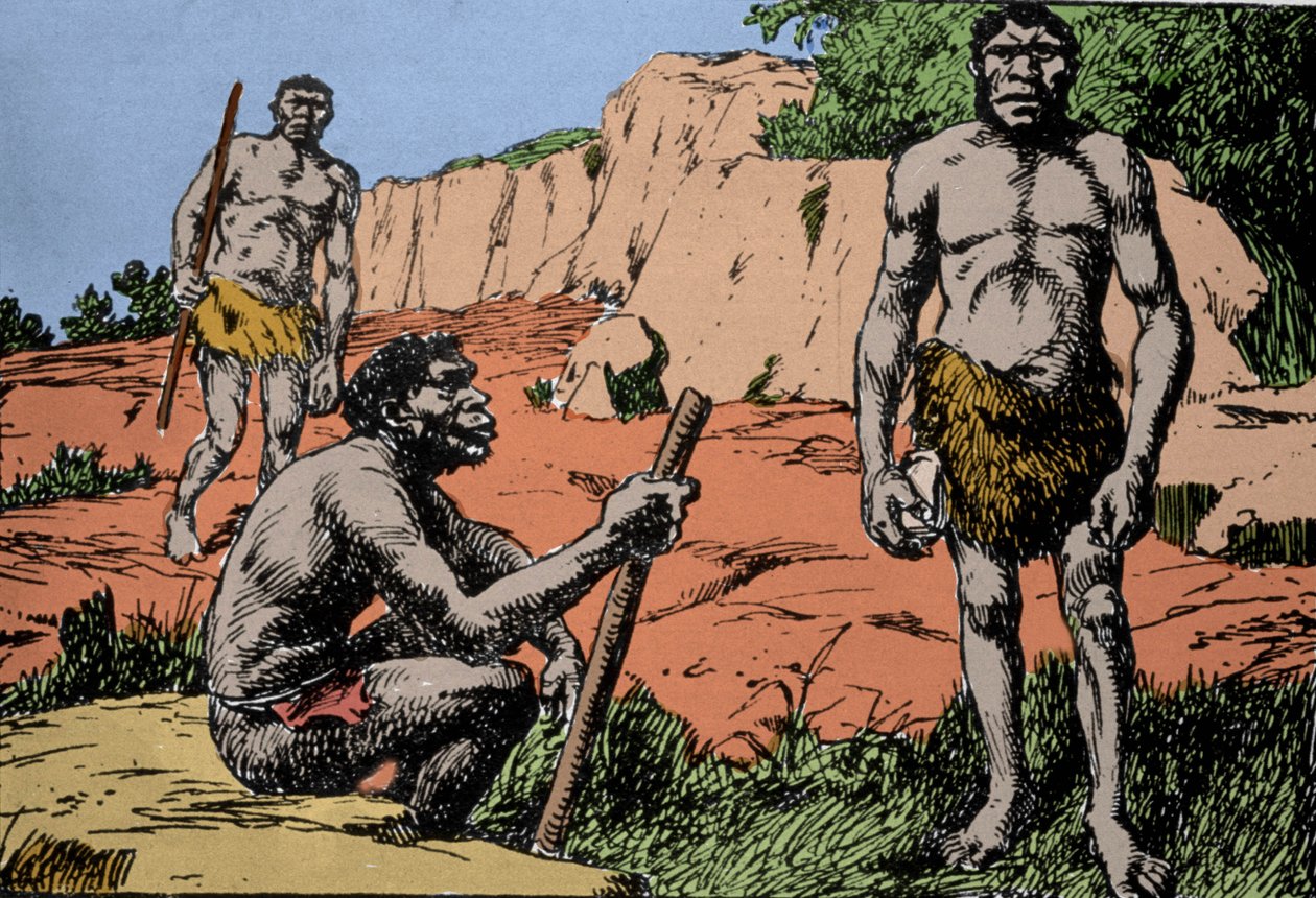 Prehistoria: representación de Homo rhodesiensis o hombre de Broken Hill, ancestro de Homo sapiens, cuyos fósiles fueron descubiertos en Rodesia (actual Zambia en África). Dibujo de A. Forestier. DR de Amedee Forestier