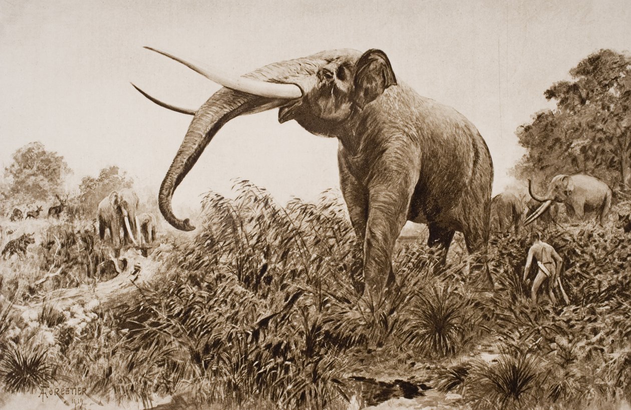 El Elefante de Chatham, ilustración de 