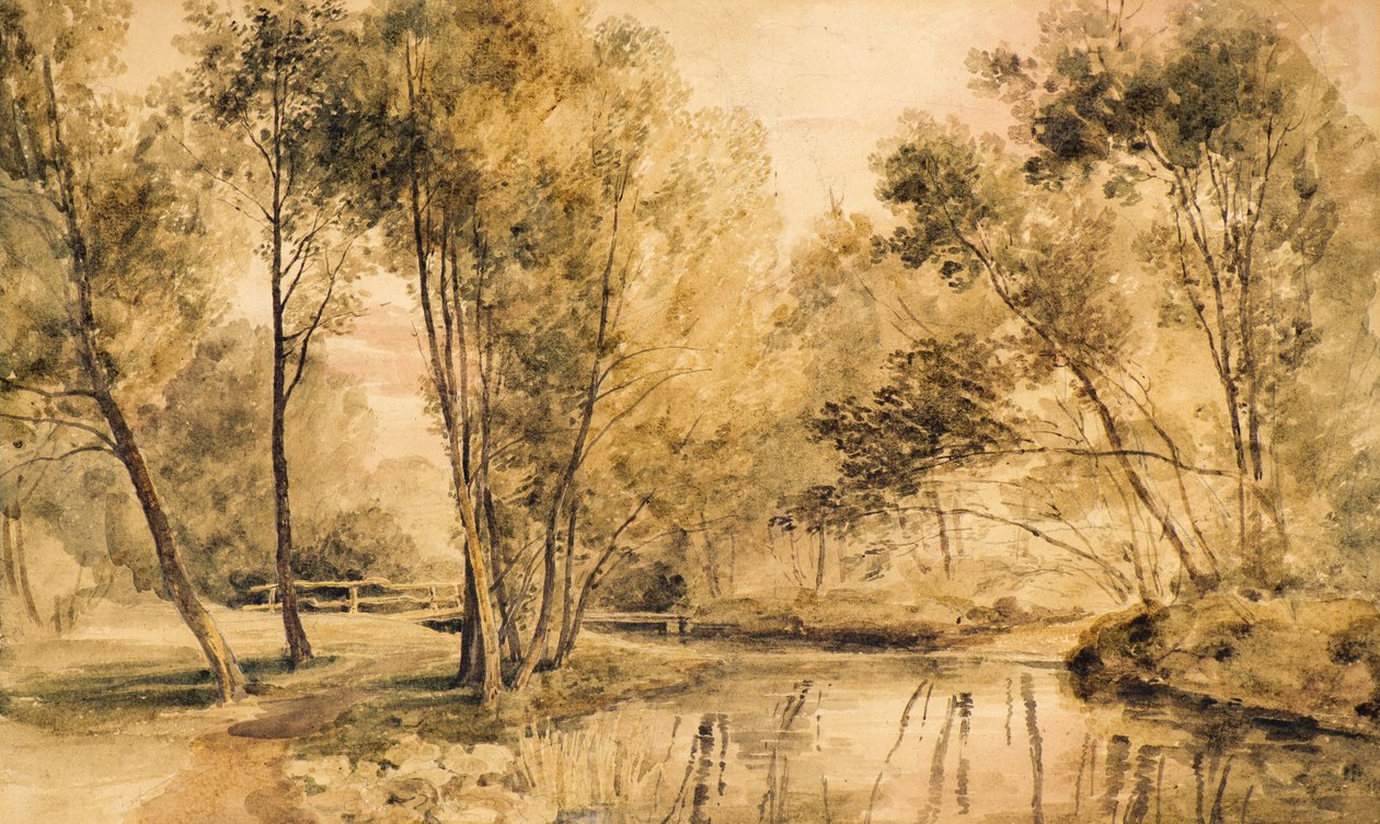 Estudio de árboles de Amelia Long