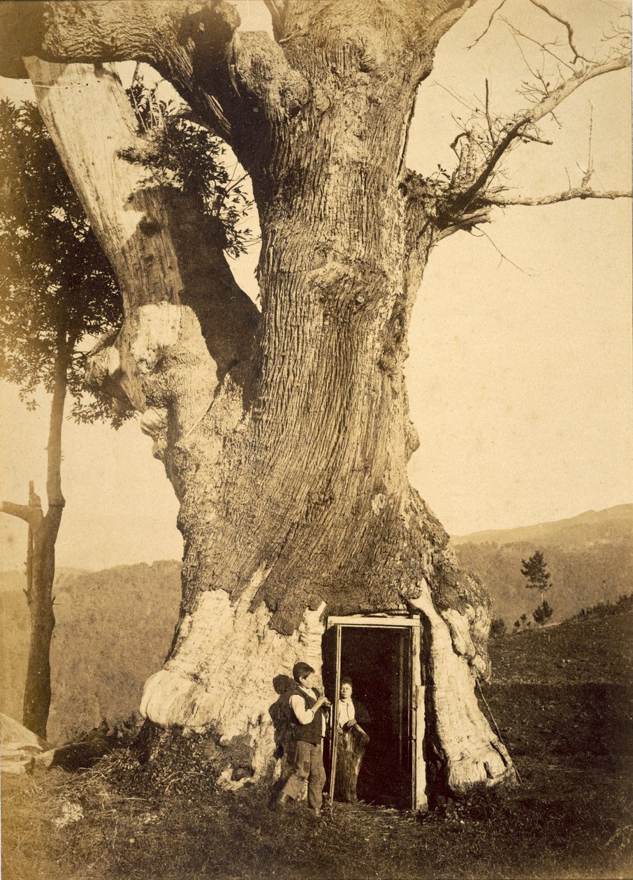 Dos niños en la puerta de su casa en el árbol, c.1870-80 de American Photographer