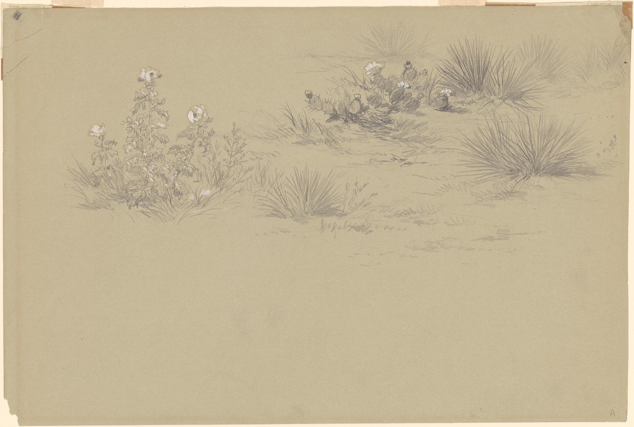 Arbusto floreciente y plantas del desierto de American 19th Century after John Frederick Kensett