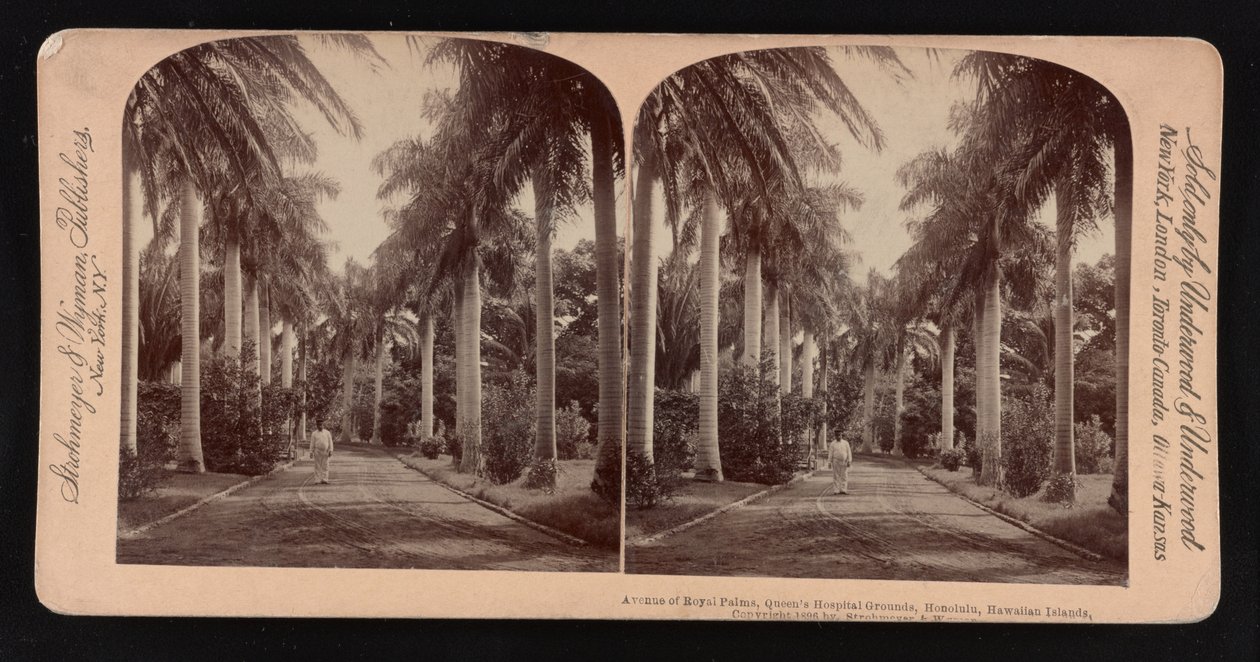 Avenida de palmas reales, terrenos del Hospital de la Reina, Honolulu, Islas Hawaianas de American Photographer