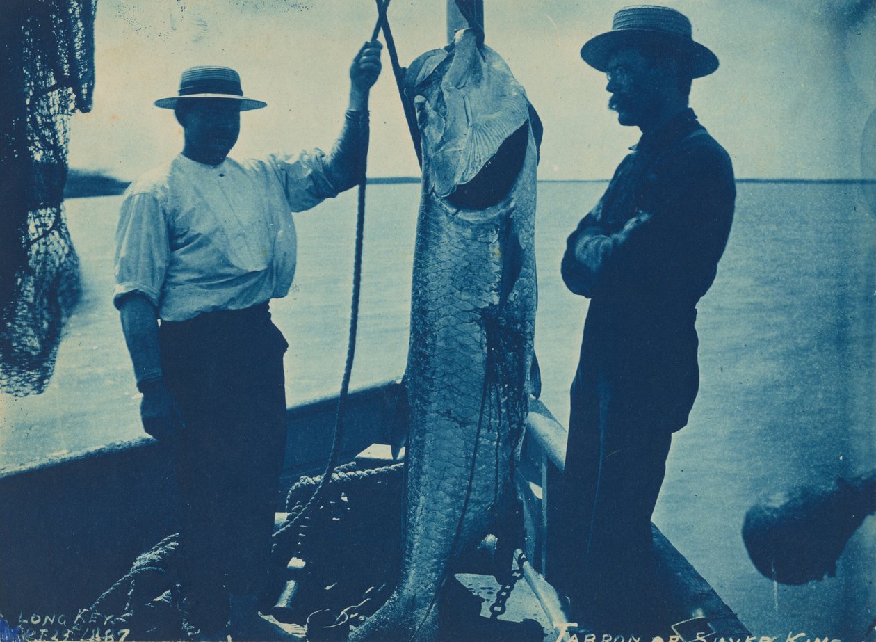 "Sábalo o Rey de Plata",29 de octubre de American Photographer