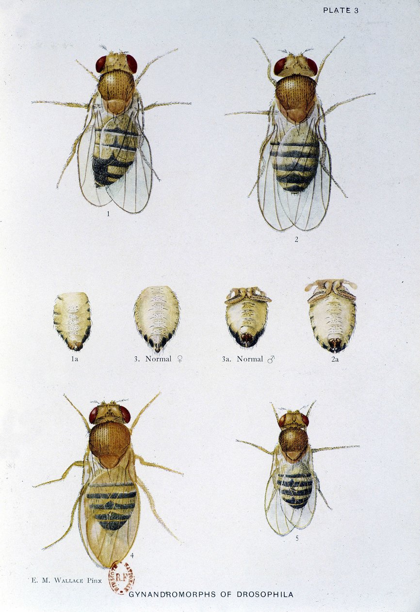 Abejas - en "Contribuciones a la genética de Drosophila melanogaster", Thomas H. Morgan de American School