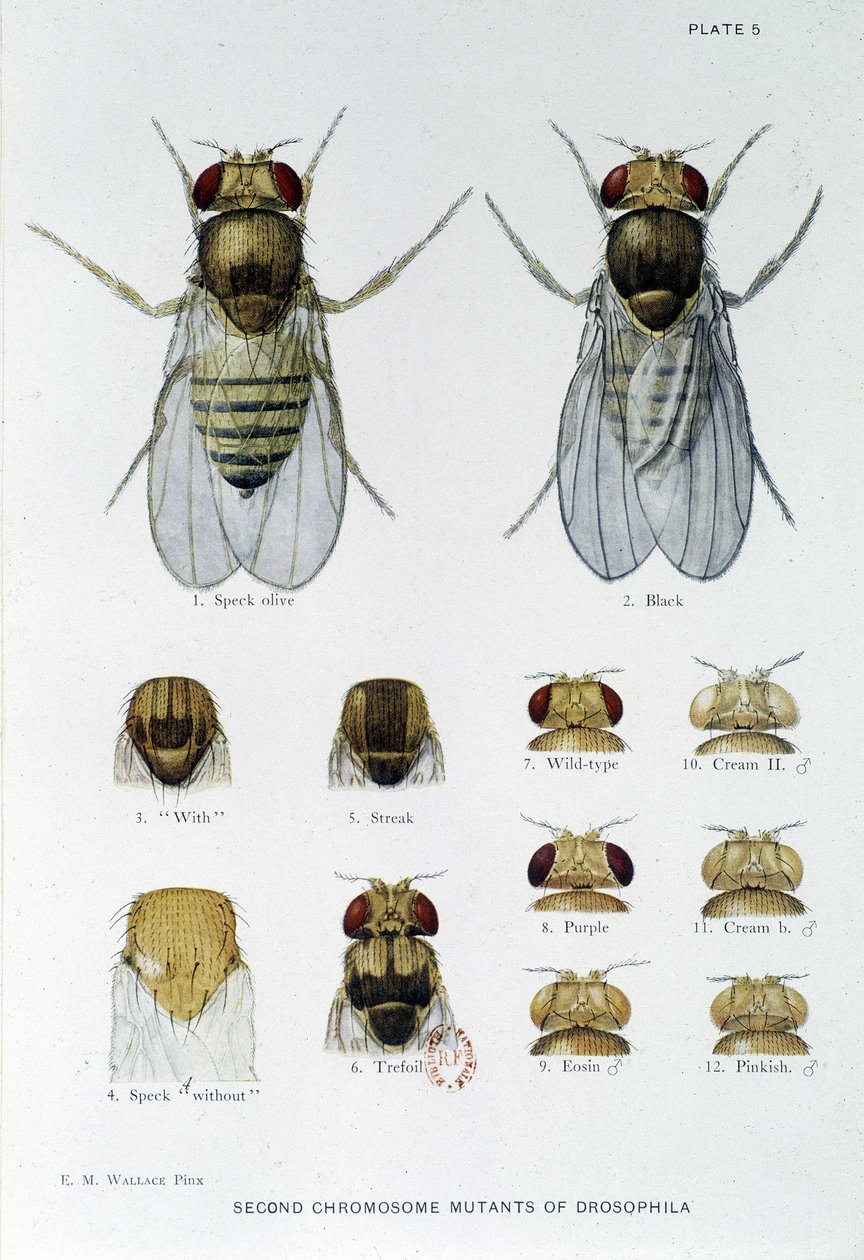 Abejas - en “Contribuciones a la genética de Drosophila melanogaster”, Thomas H. Morgan de American School
