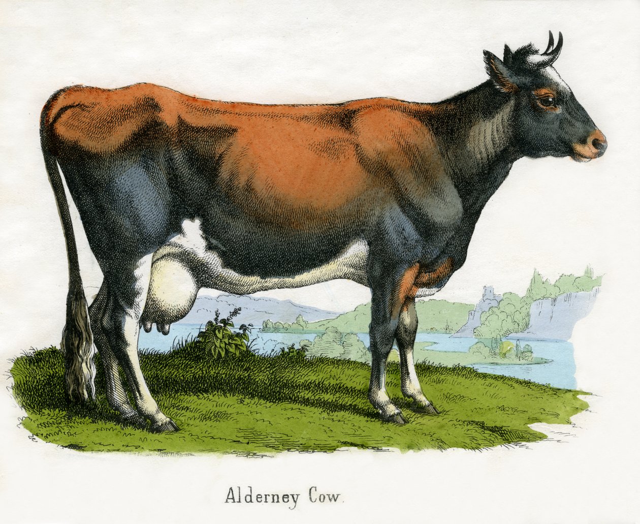 Vaca de Alderney, de La Historia Natural de los Animales de American School